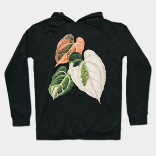 Variegated Anthurium crystallinum - Botanical Illustration Hoodie